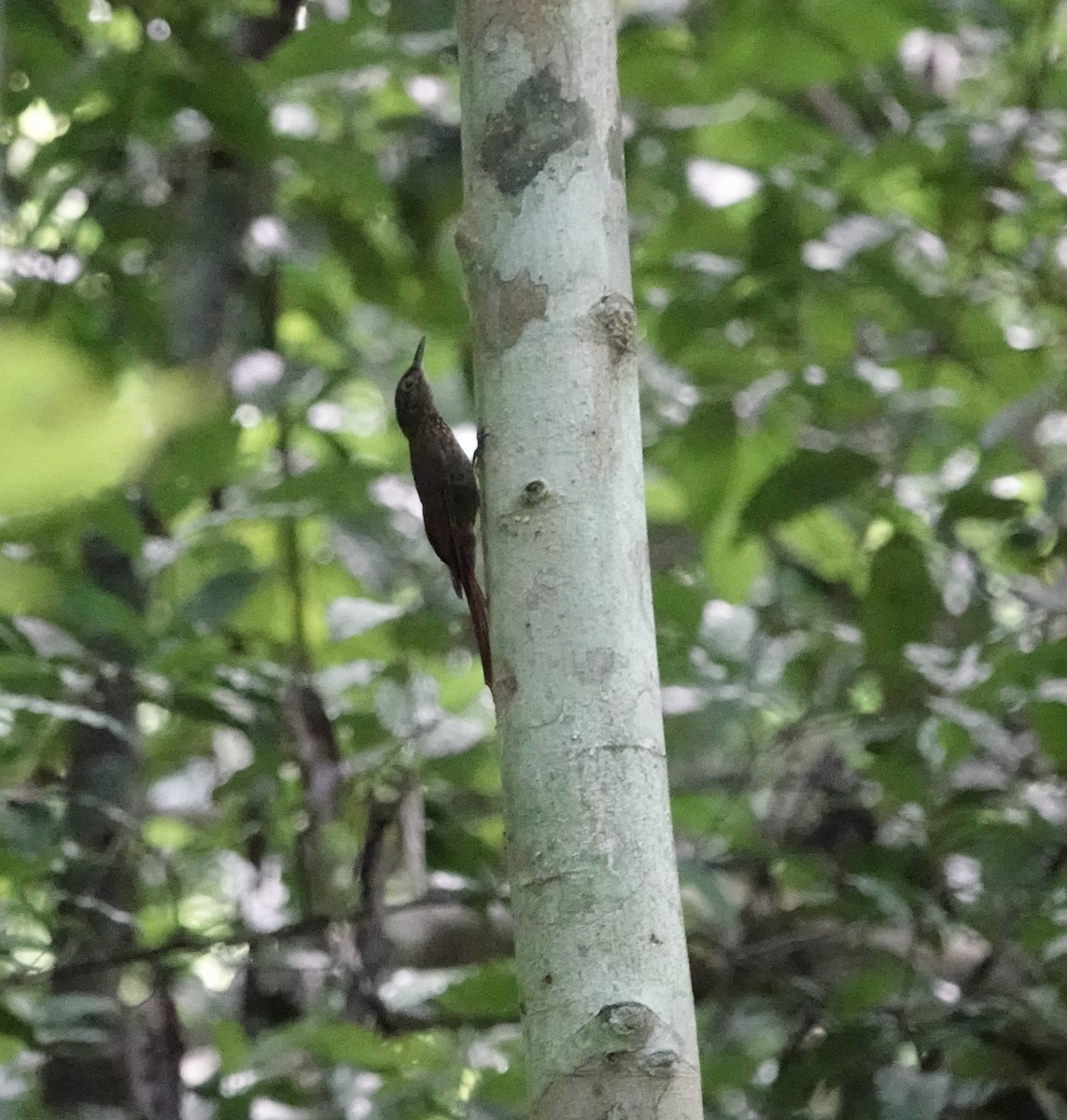 Long-tailed Woodcreeper - ML611599725