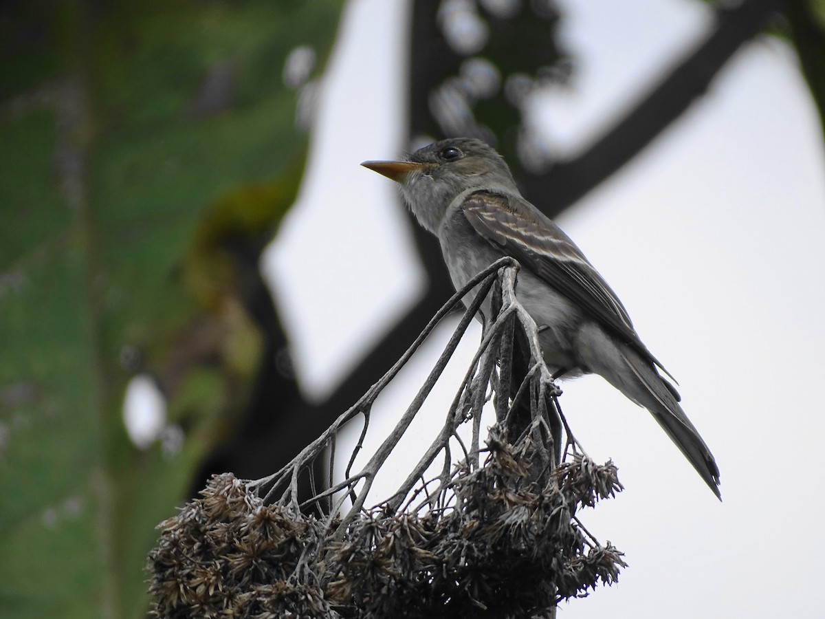 Eastern Wood-Pewee - ML611599766