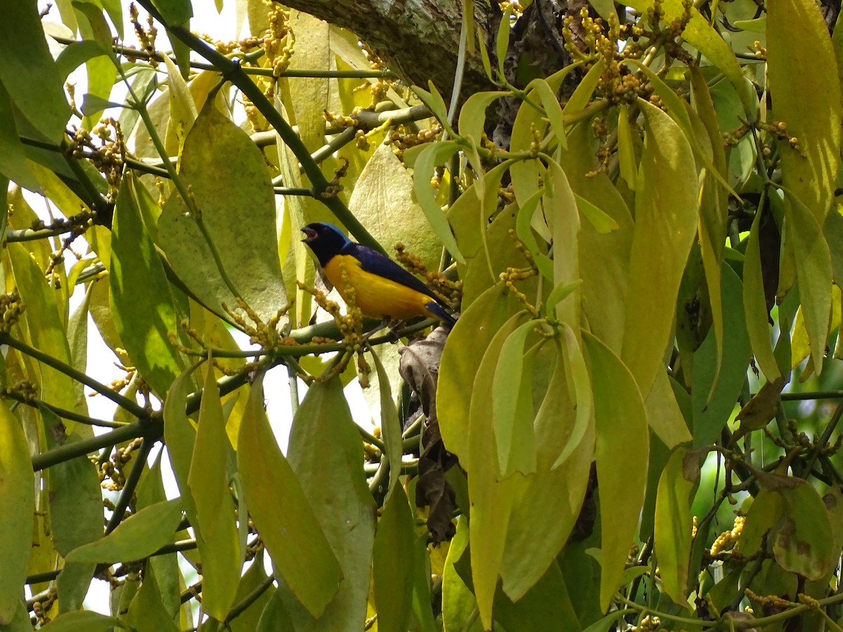 Golden-rumped Euphonia - ML611599785