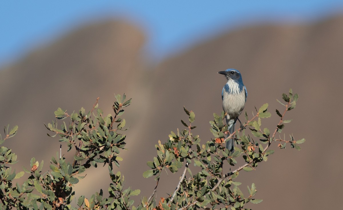 California Scrub-Jay - ML611599802