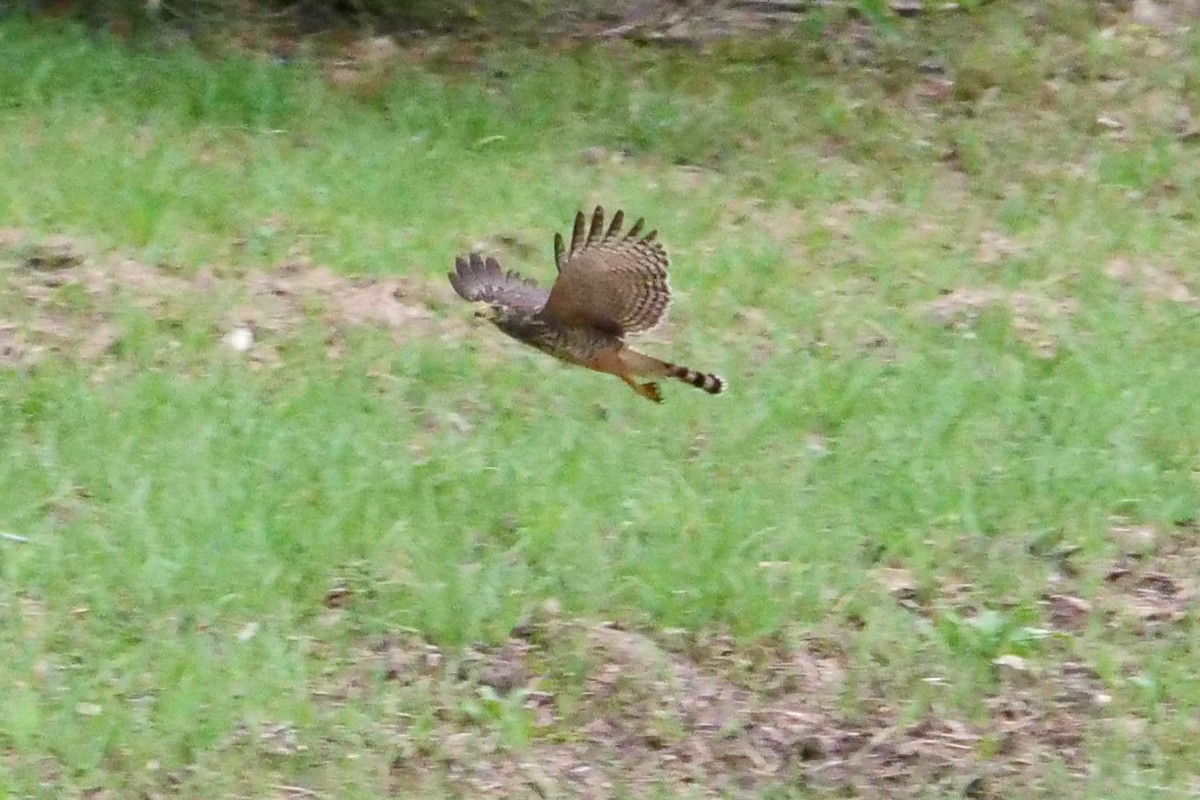 Roadside Hawk - ML611599832