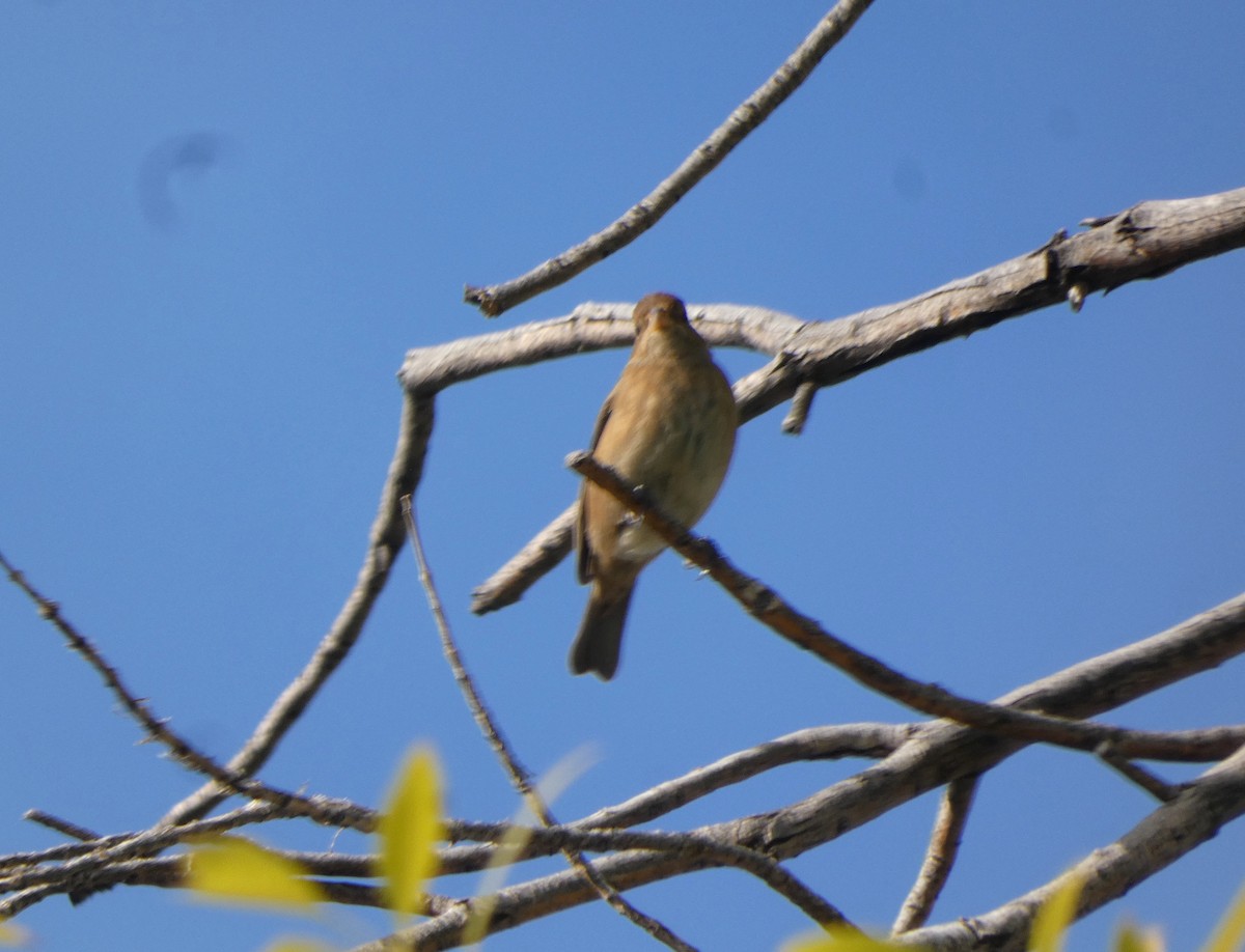 Lazuli Bunting - ML611599862