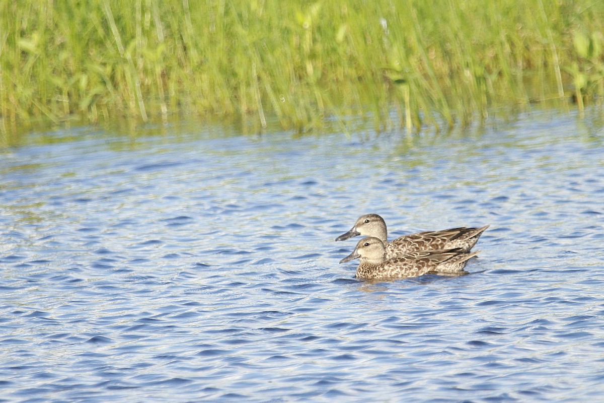 Blue-winged Teal - ML611599883