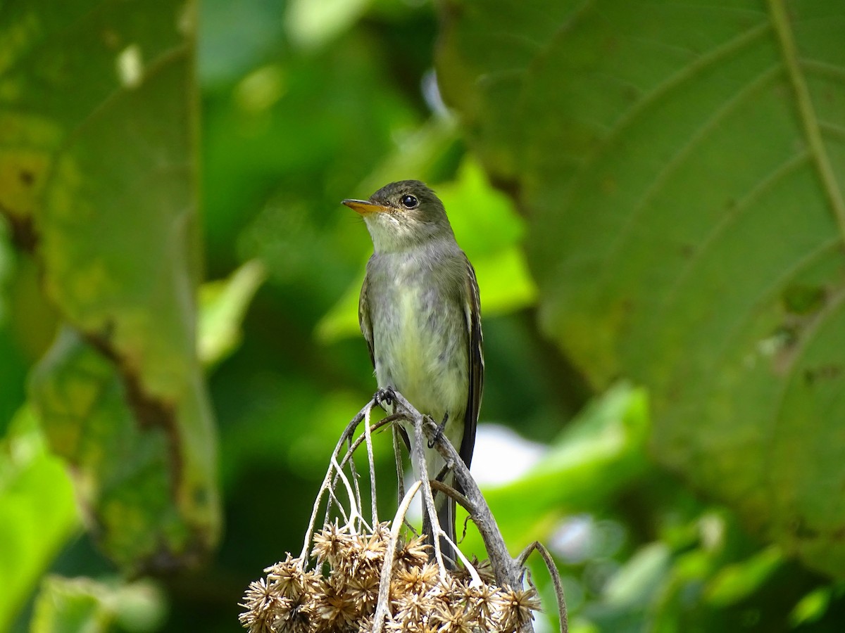 Eastern Wood-Pewee - ML611599936