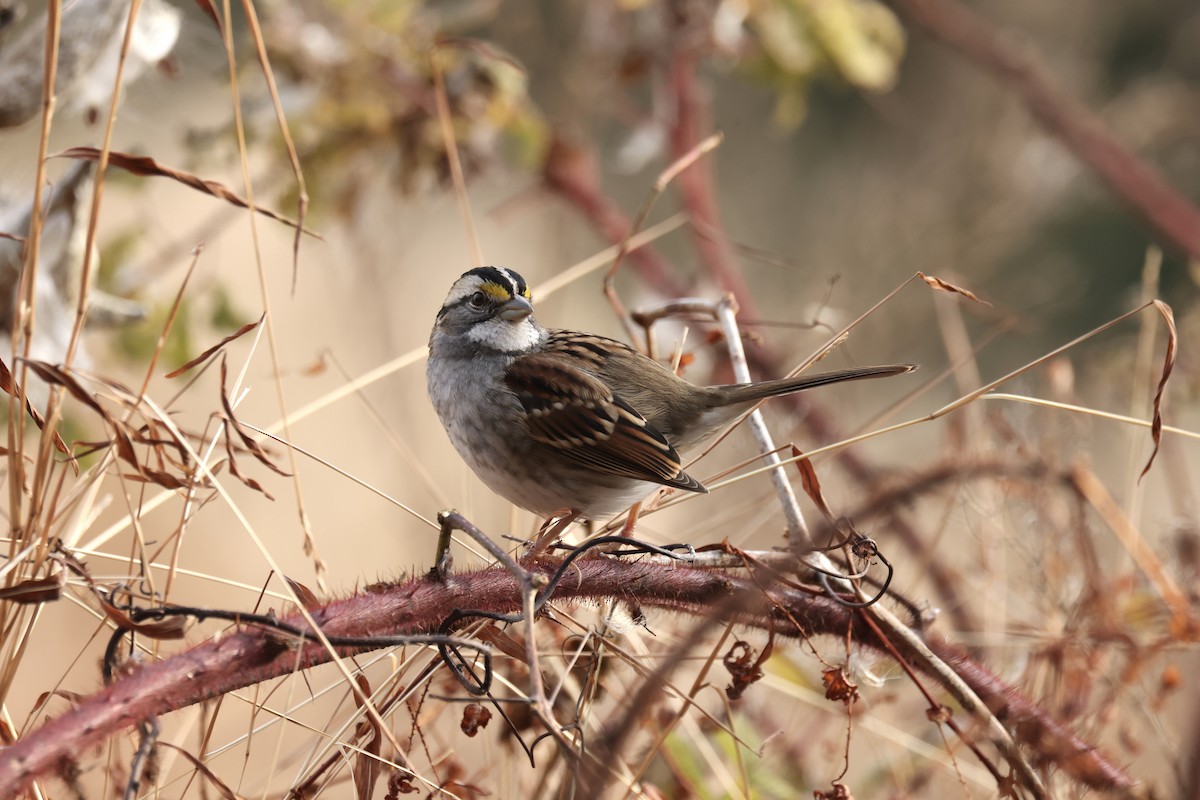 White-throated Sparrow - ML611599941