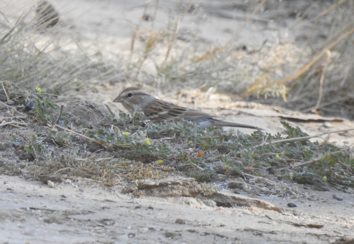 Chipping Sparrow - ML611599958