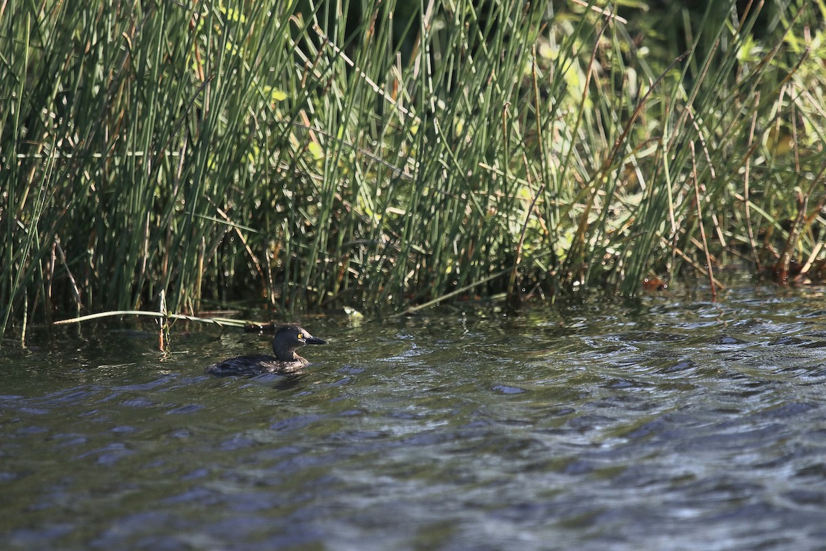 Least Grebe - ML611600022