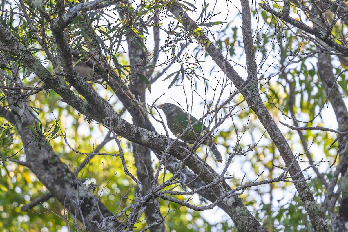 Green Catbird - ML611600081