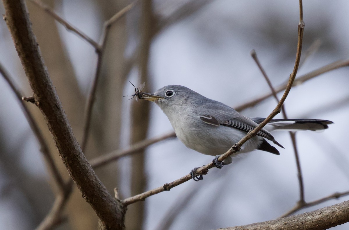 Blue-gray Gnatcatcher - ML611600160