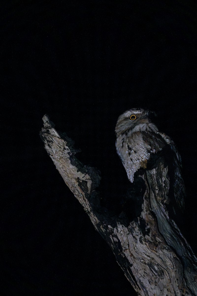 Tawny Frogmouth - Ross Zhang