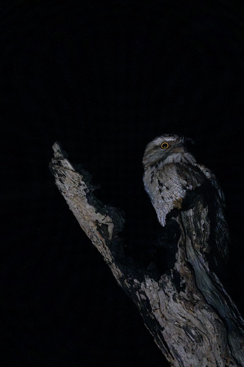 Tawny Frogmouth - ML611600168