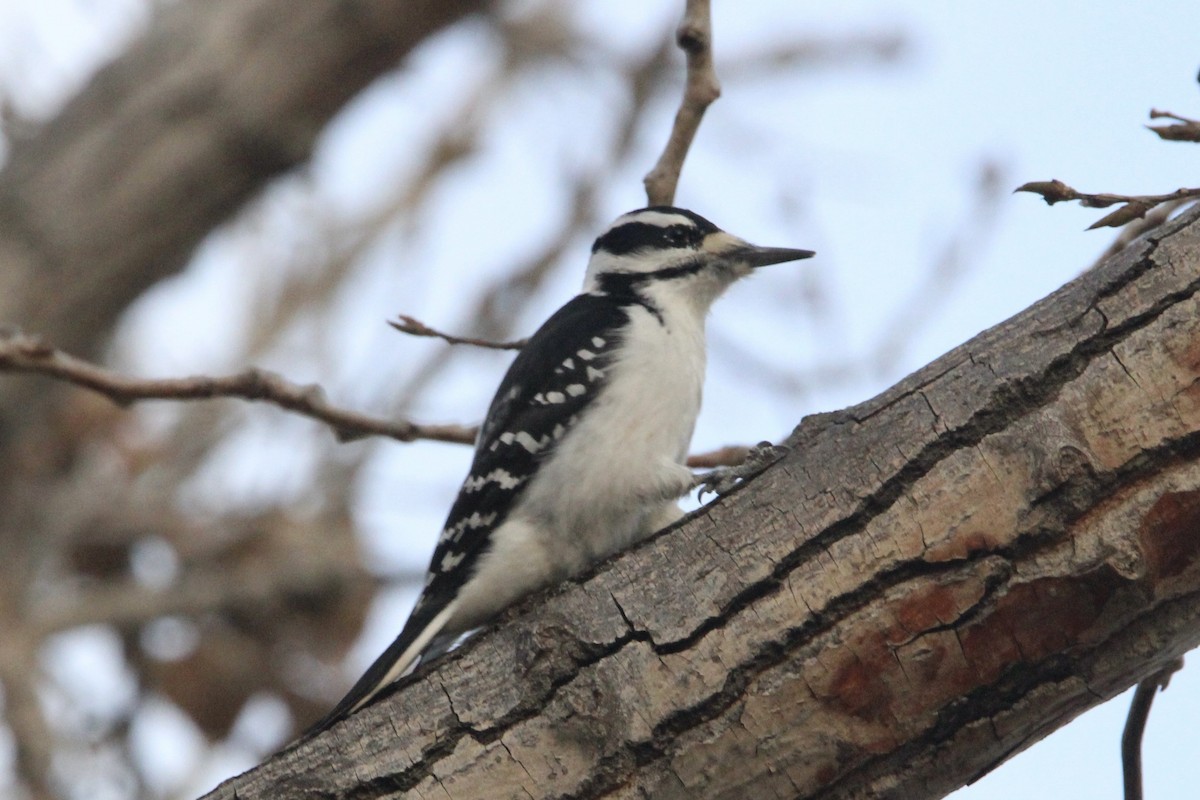 Hairy Woodpecker - ML611600261