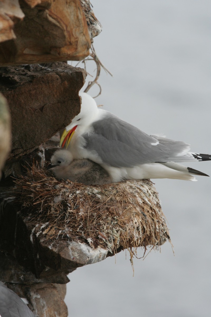 Black-legged Kittiwake - ML611600316