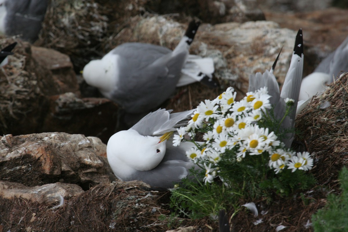 Black-legged Kittiwake - Guy RUFRAY