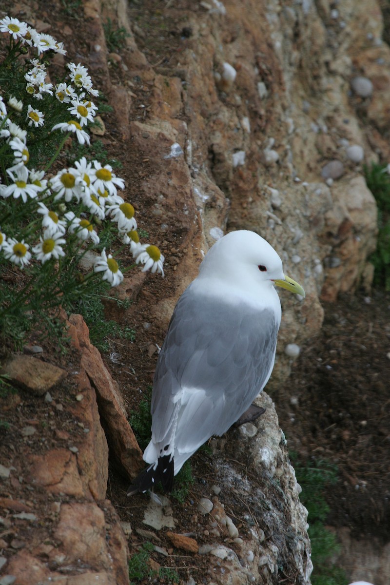 Black-legged Kittiwake - ML611600318