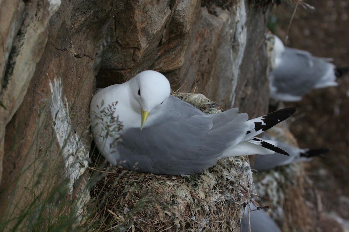 Black-legged Kittiwake - ML611600319