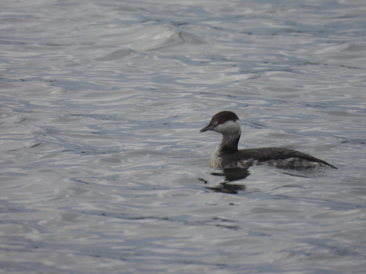 Horned Grebe - ML611600350