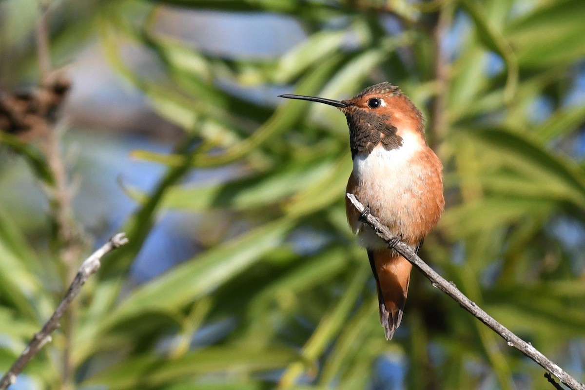 Allen's Hummingbird - ML611600456