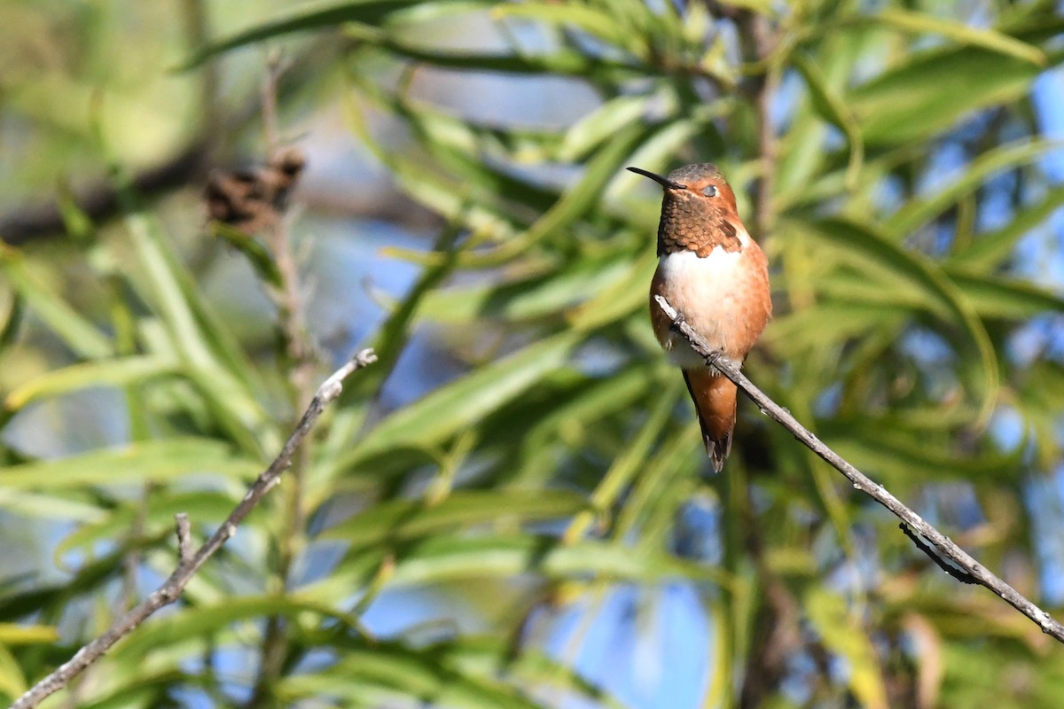 Allen's Hummingbird - ML611600458