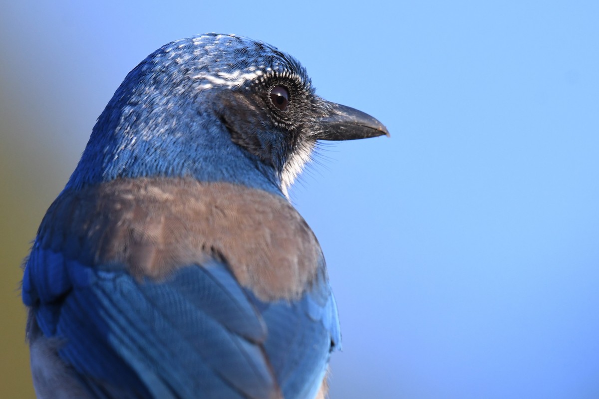 California Scrub-Jay - ML611600476