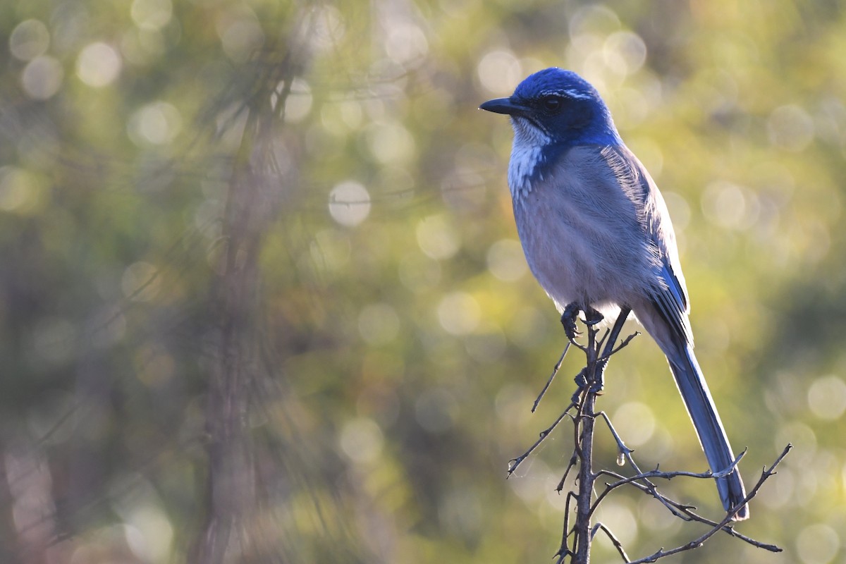 California Scrub-Jay - ML611600477