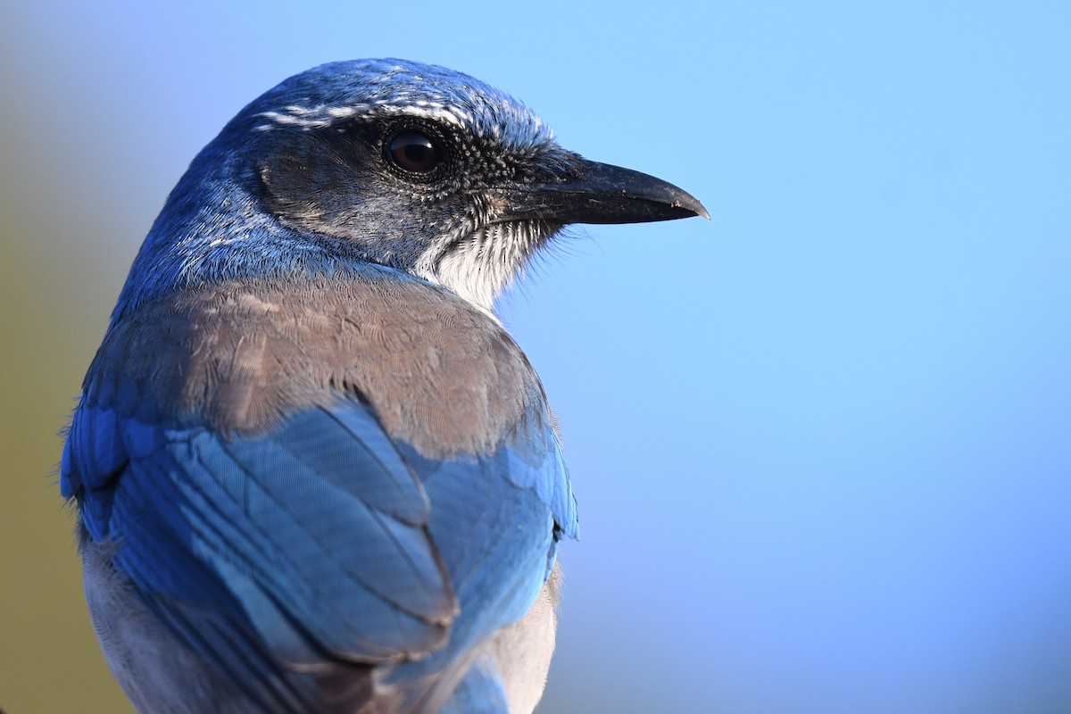 California Scrub-Jay - ML611600478