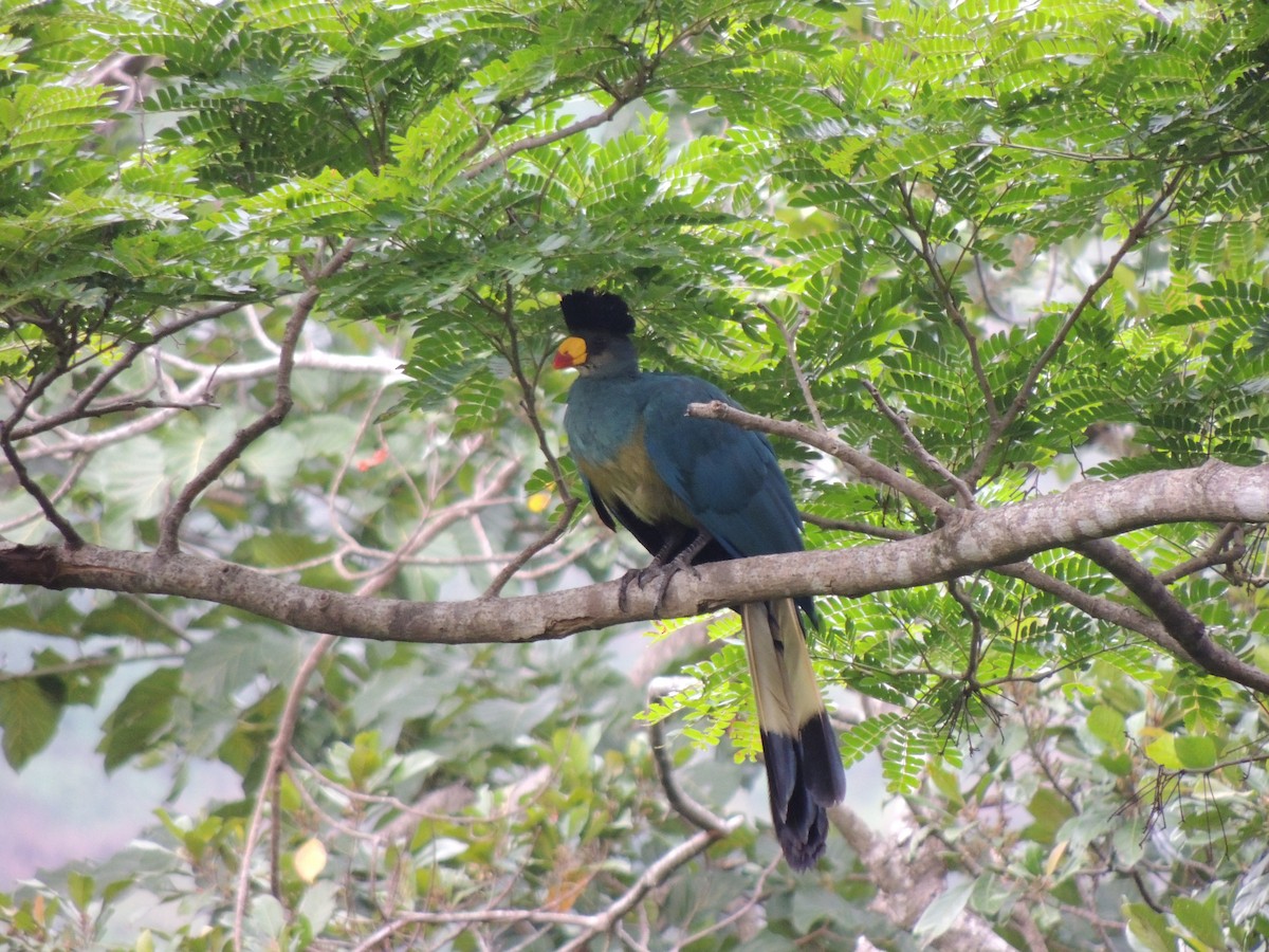 Great Blue Turaco - ML611600482