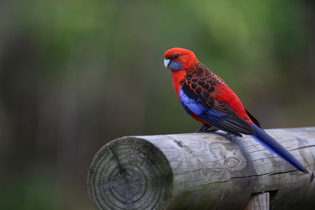 Crimson Rosella - ML611600484