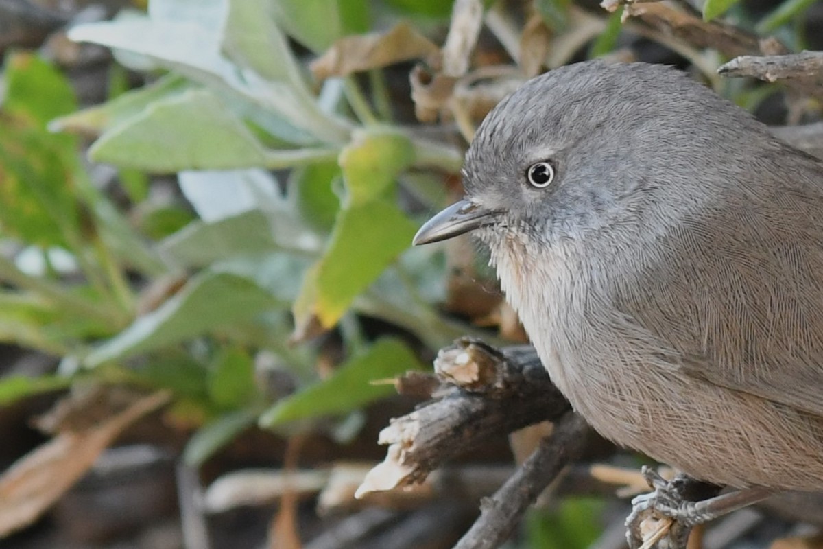 Wrentit - ML611600505