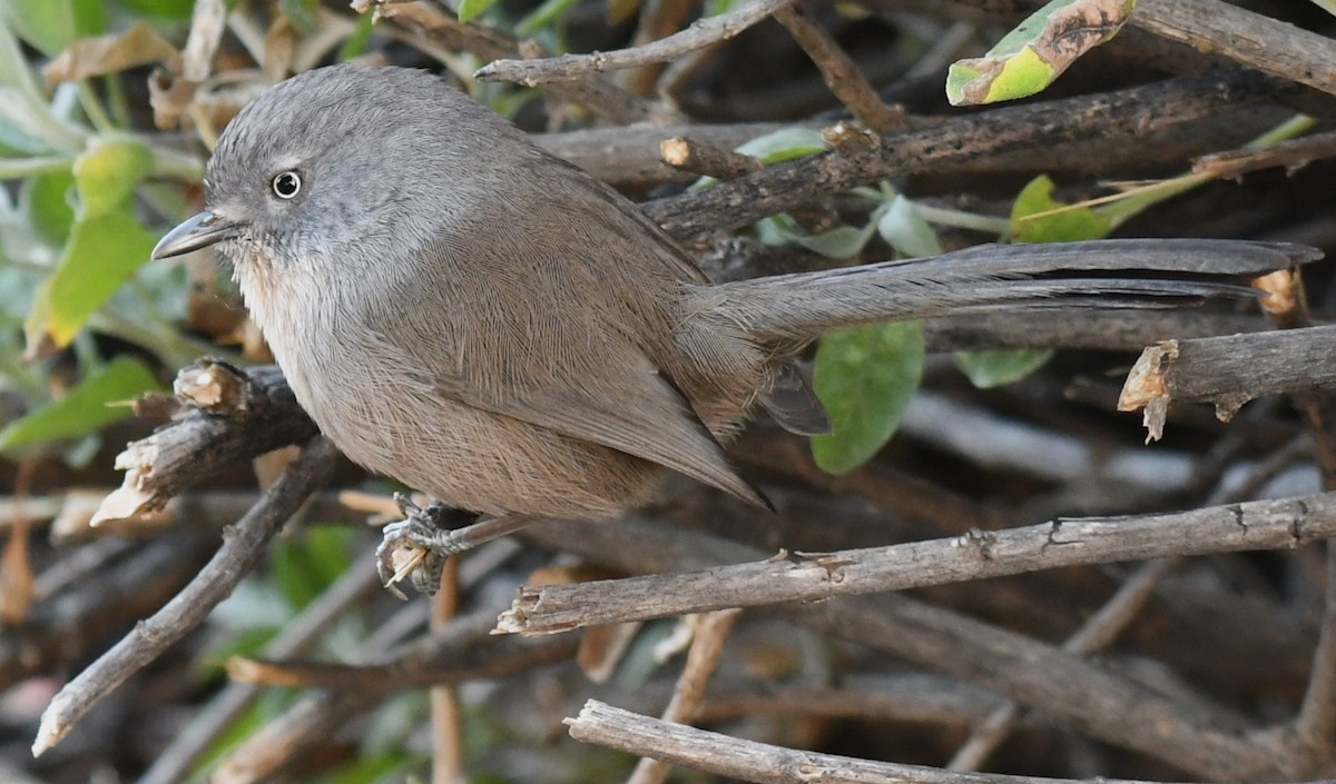 Wrentit - ML611600506