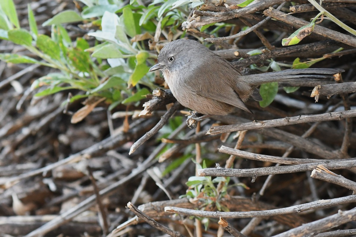 Wrentit - ML611600509