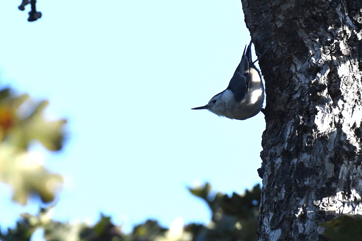 White-breasted Nuthatch - ML611600539