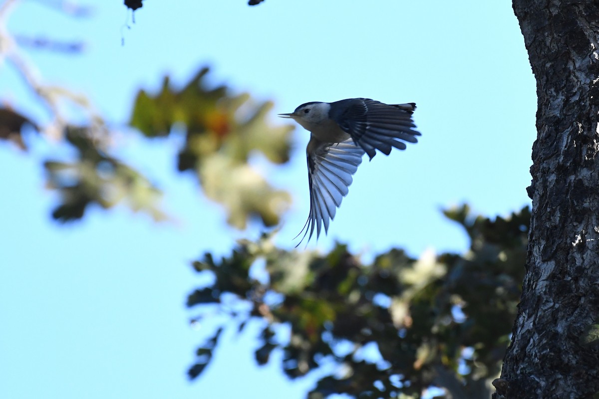 White-breasted Nuthatch - ML611600540