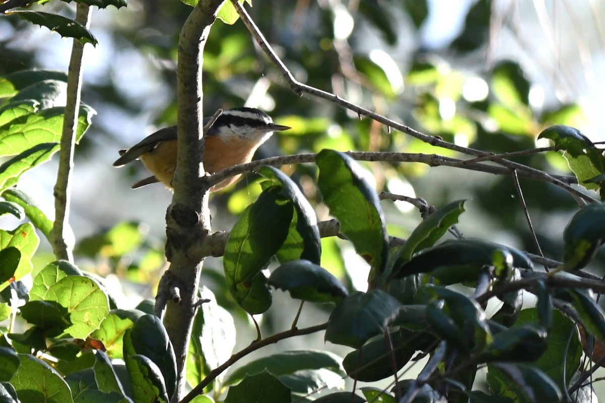 Red-breasted Nuthatch - ML611600547