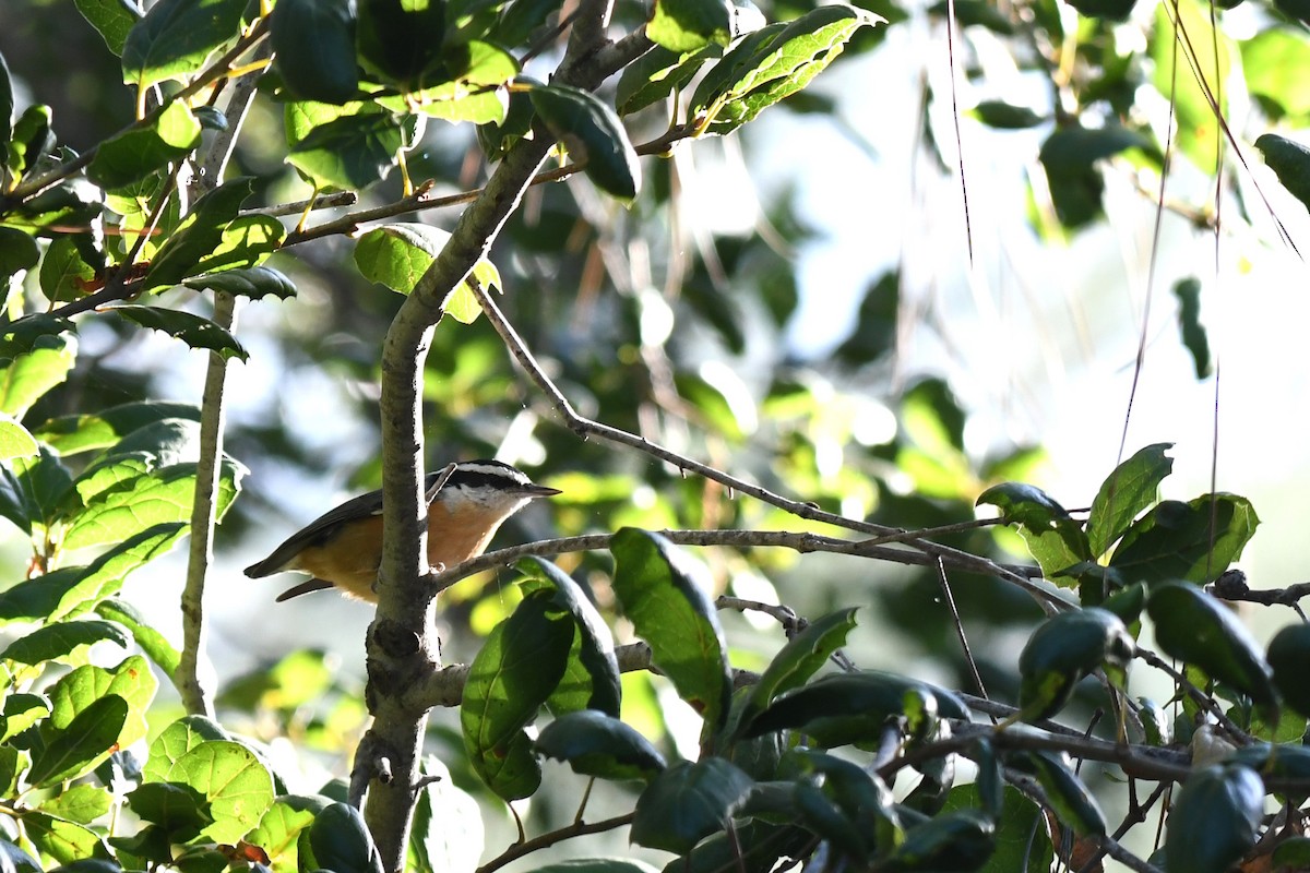 Red-breasted Nuthatch - ML611600548