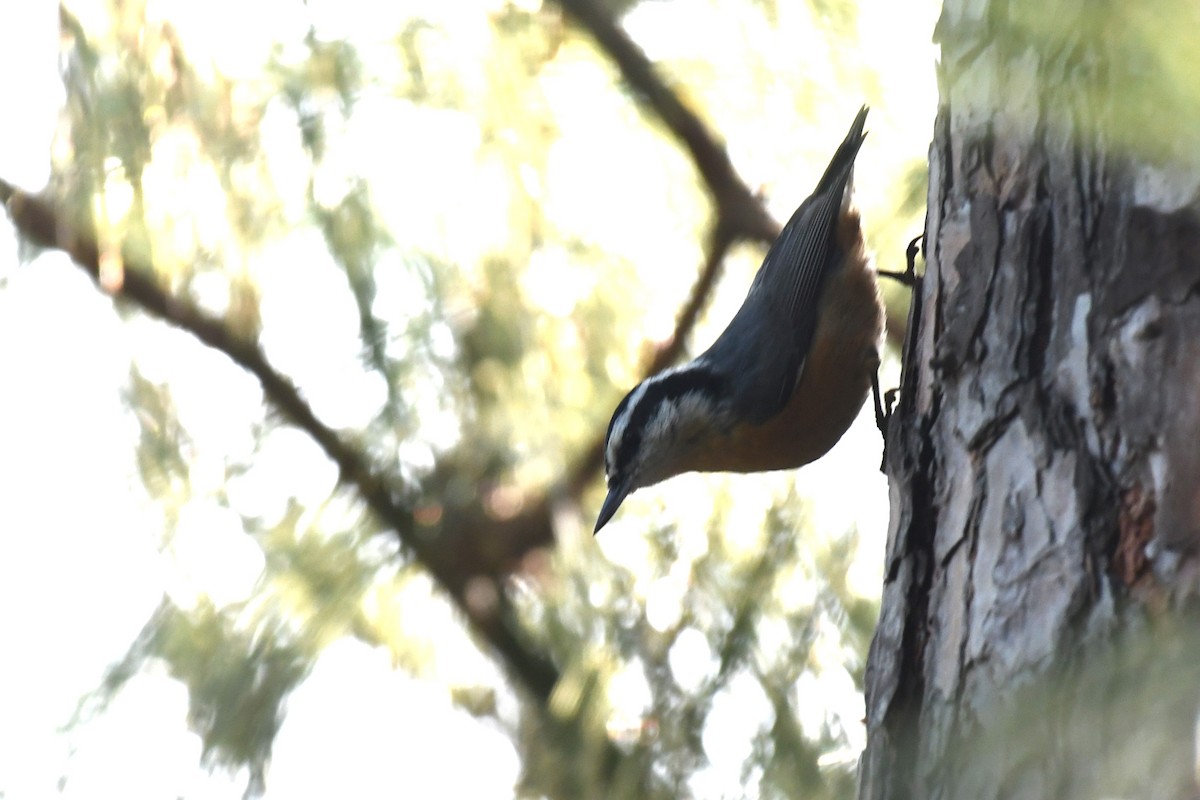 Red-breasted Nuthatch - ML611600549