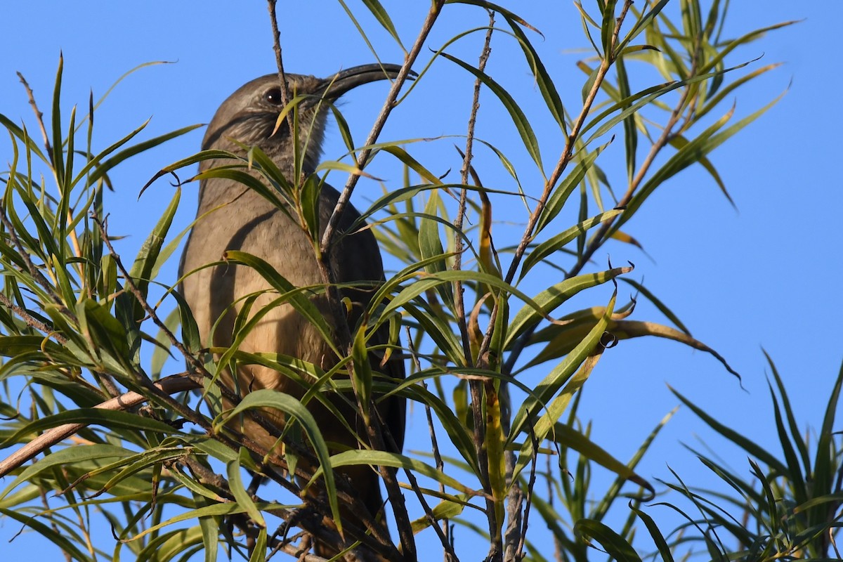 California Thrasher - Bill Eisele