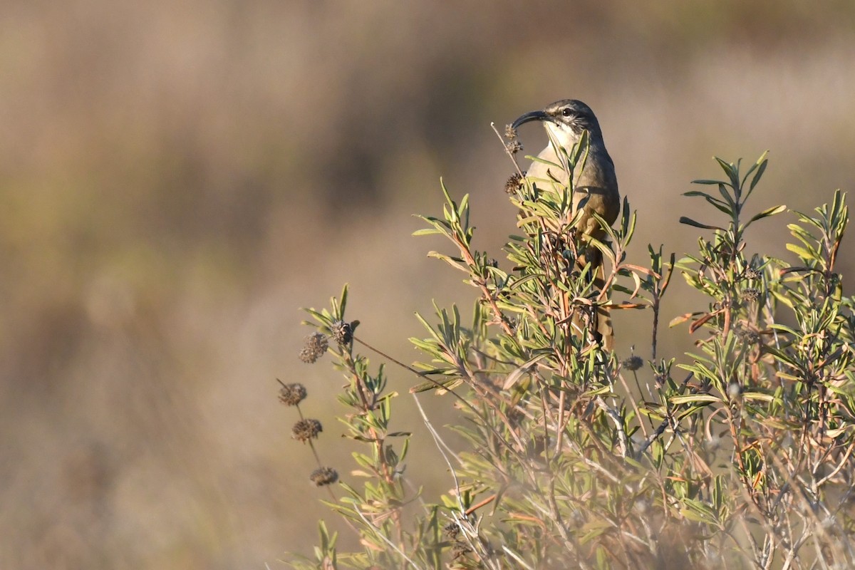 California Thrasher - Bill Eisele