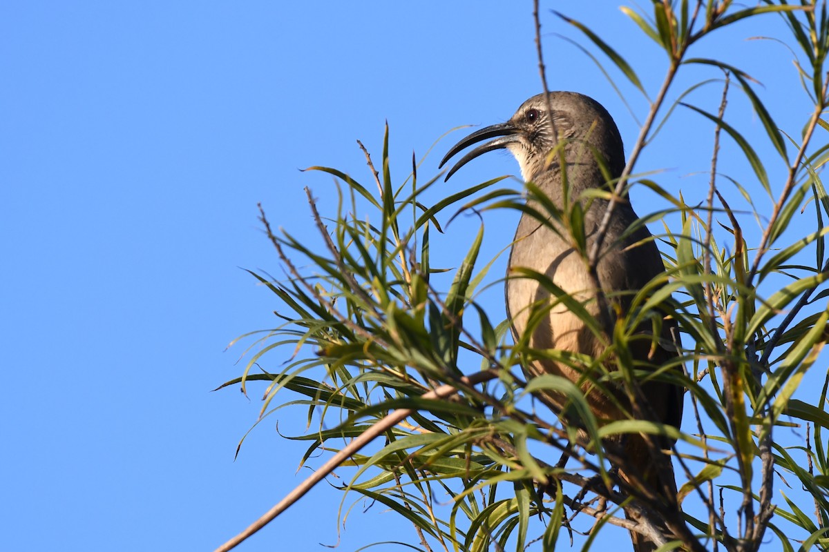 California Thrasher - ML611600569