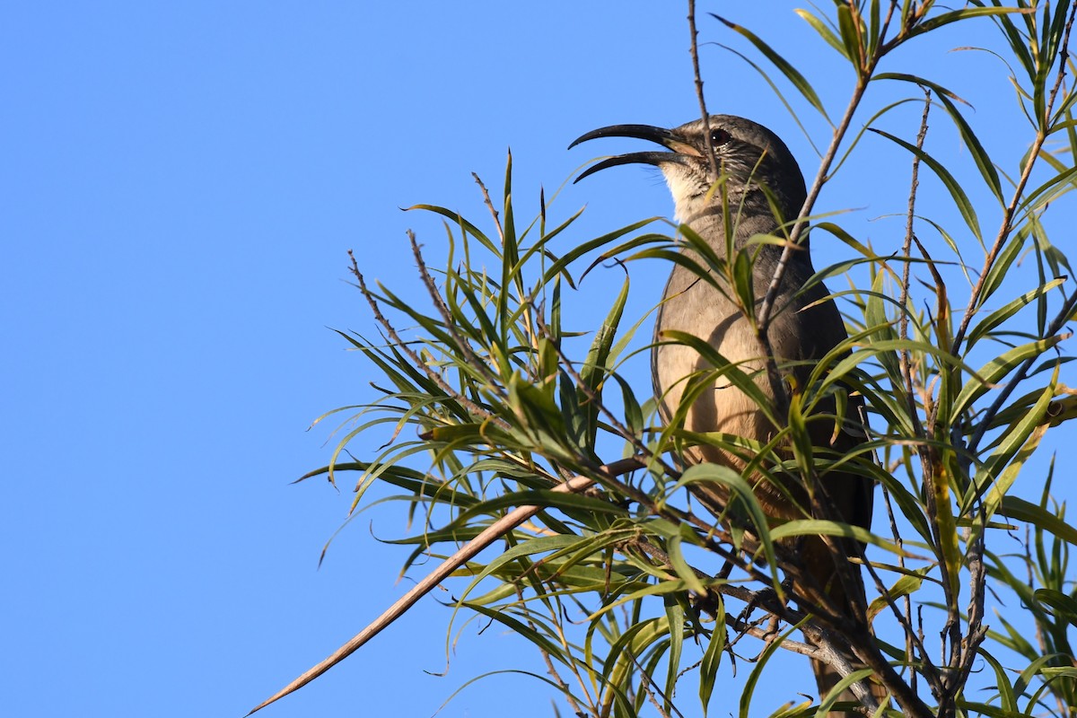 California Thrasher - ML611600570