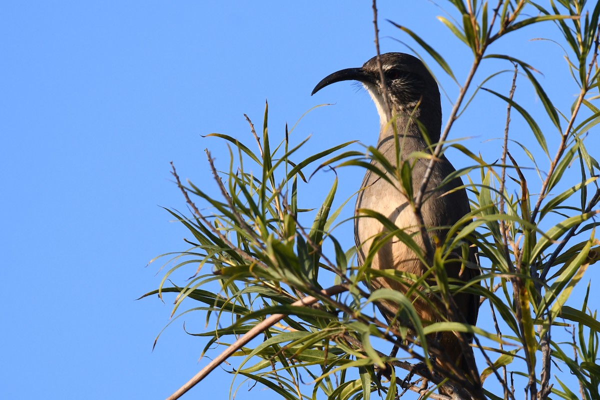 California Thrasher - ML611600572