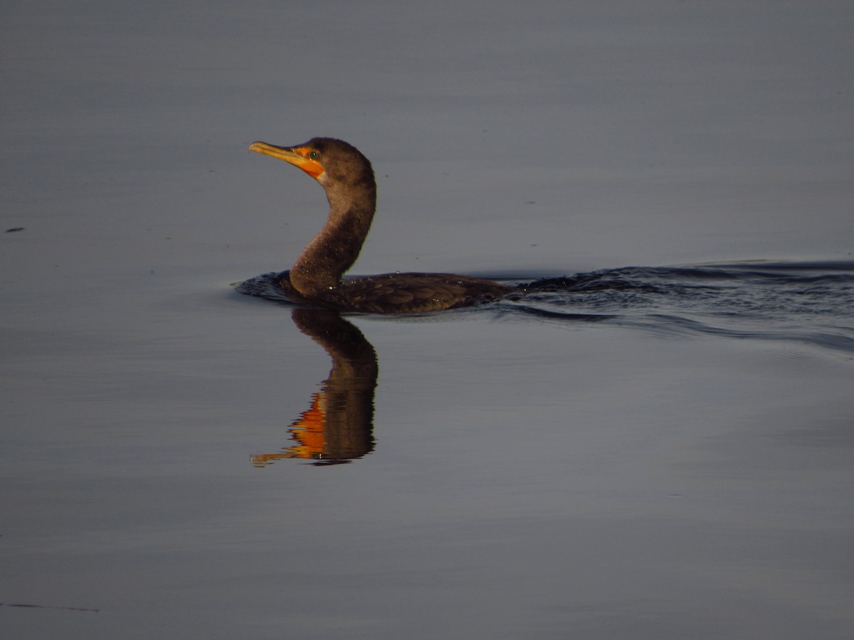 Double-crested Cormorant - ML611600617