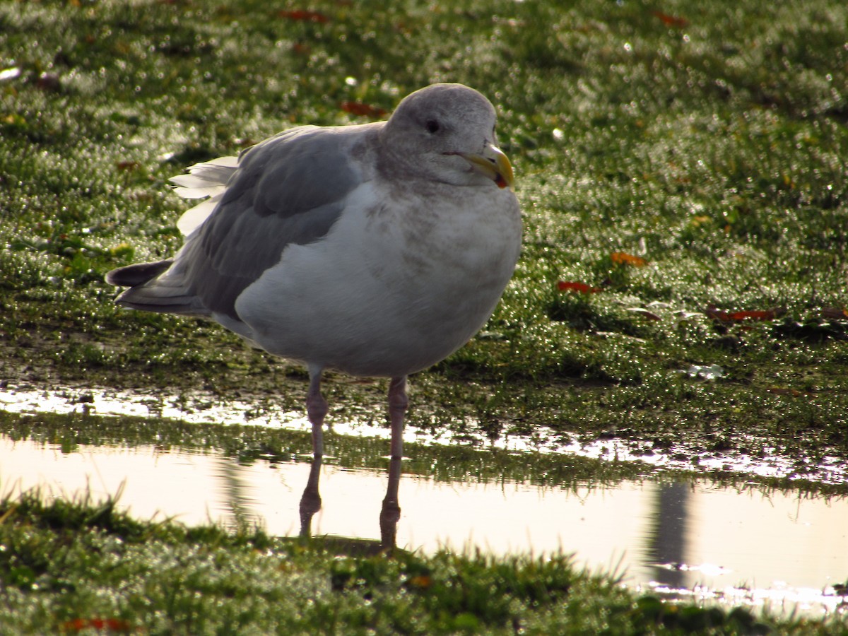 Western x Glaucous-winged Gull (hybrid) - ML611600652