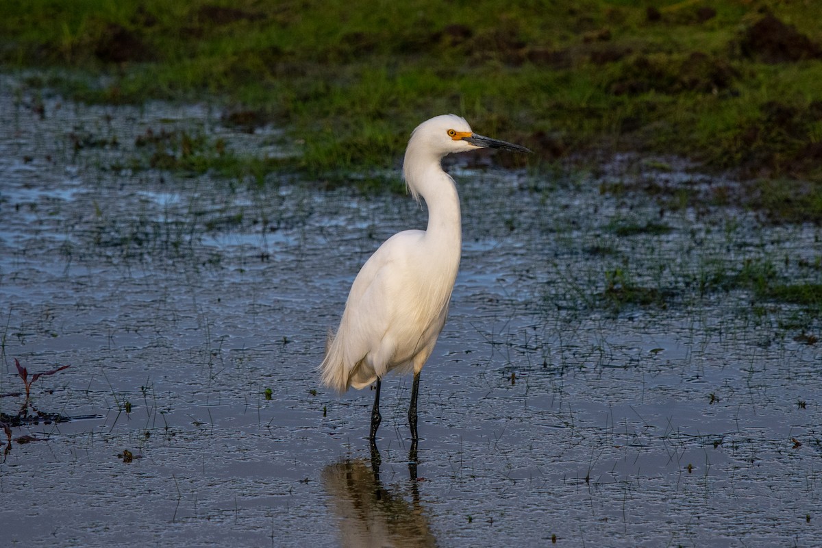 Snowy Egret - Alexis Andrea Verdugo Palma (Cachuditos Birdwatching)