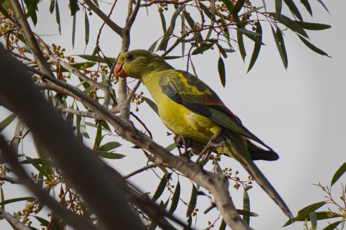 Regent Parrot - ML611600685