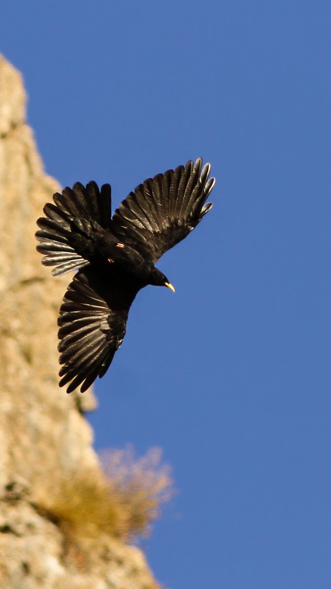 Yellow-billed Chough - ML611600700