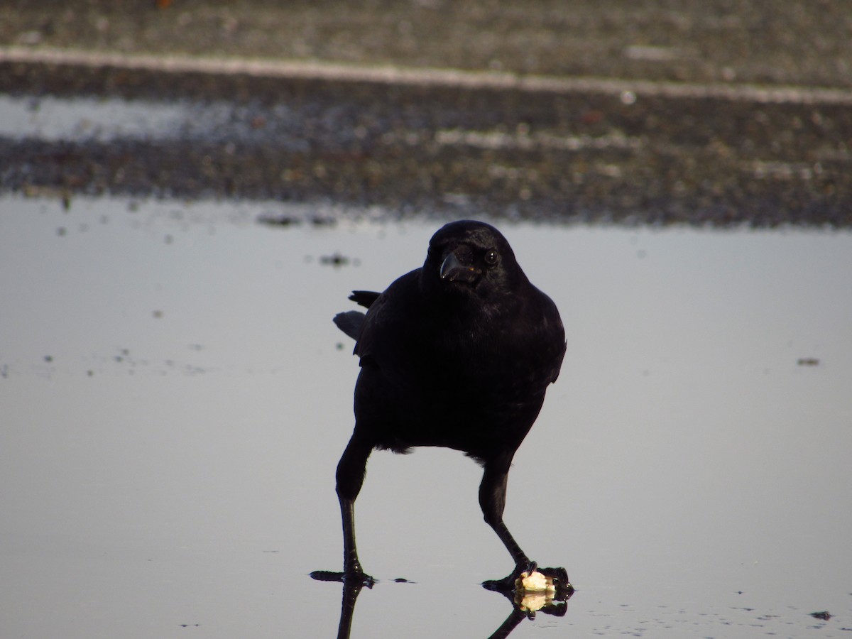 American Crow - ML611600734