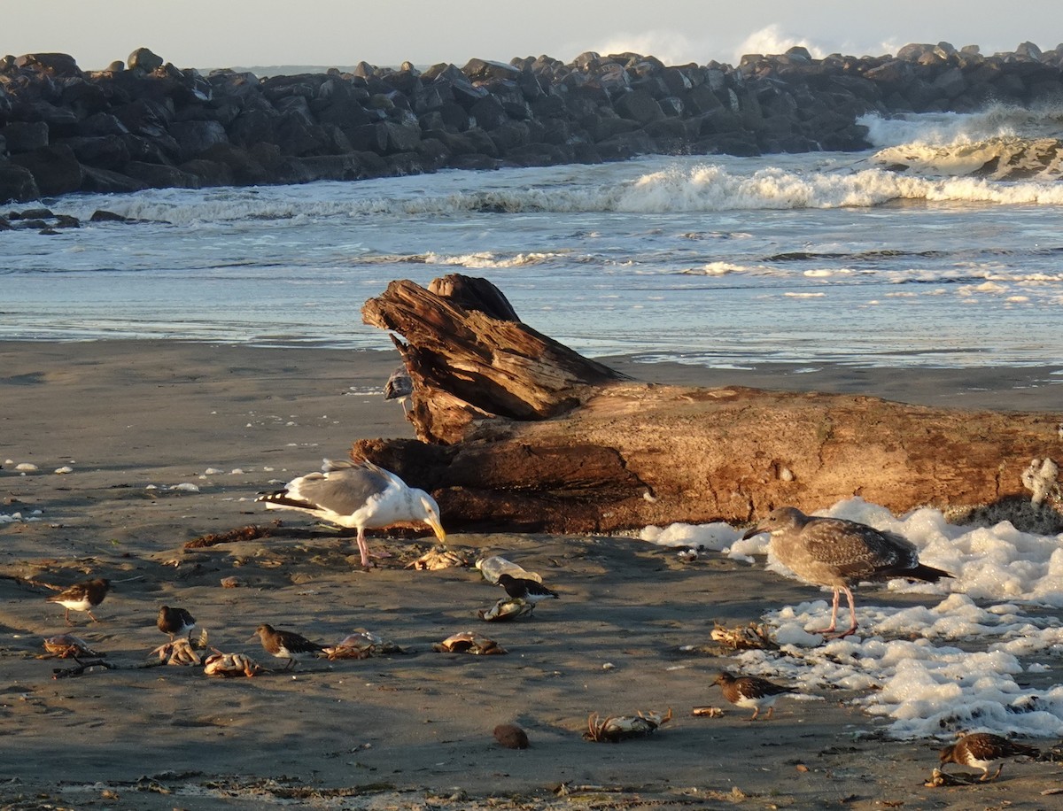 Black Turnstone - ML611600740