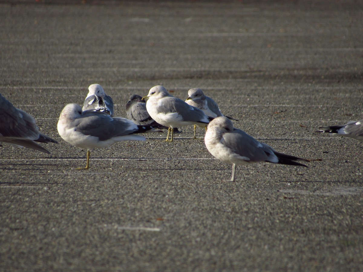 Short-billed Gull - ML611600755