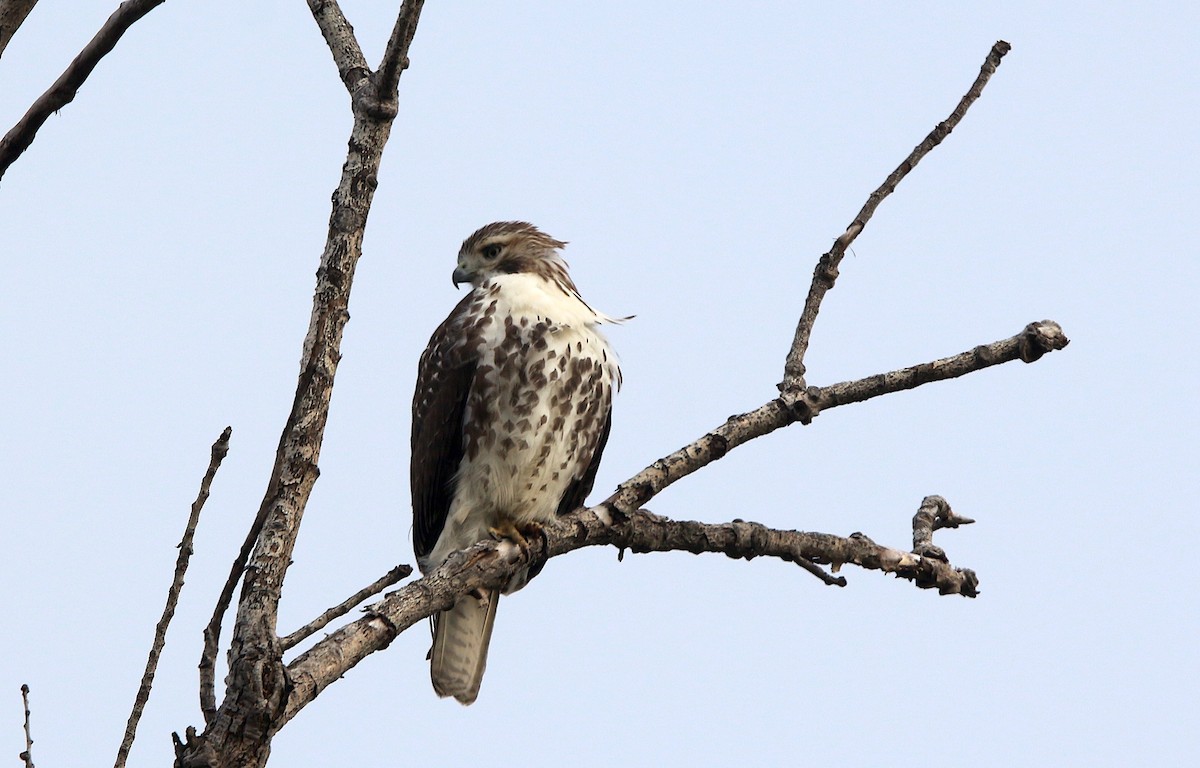 Red-tailed Hawk - ML611600762